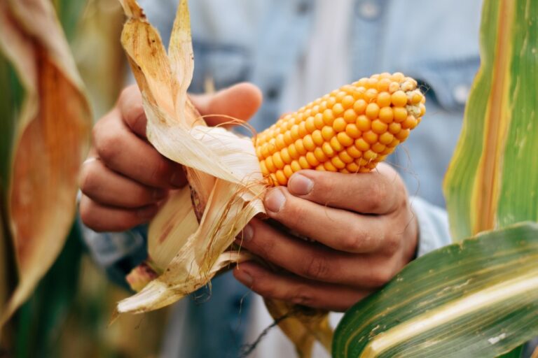 Urbana Sweet Corn Festival Your Friendly Festival!